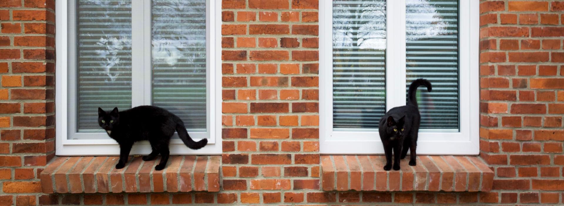  Eine Hausfront mit mehreren Fenstern ist zu sehen. Auf den Fensterbänken sitzen jeweils zwei Katzen. 